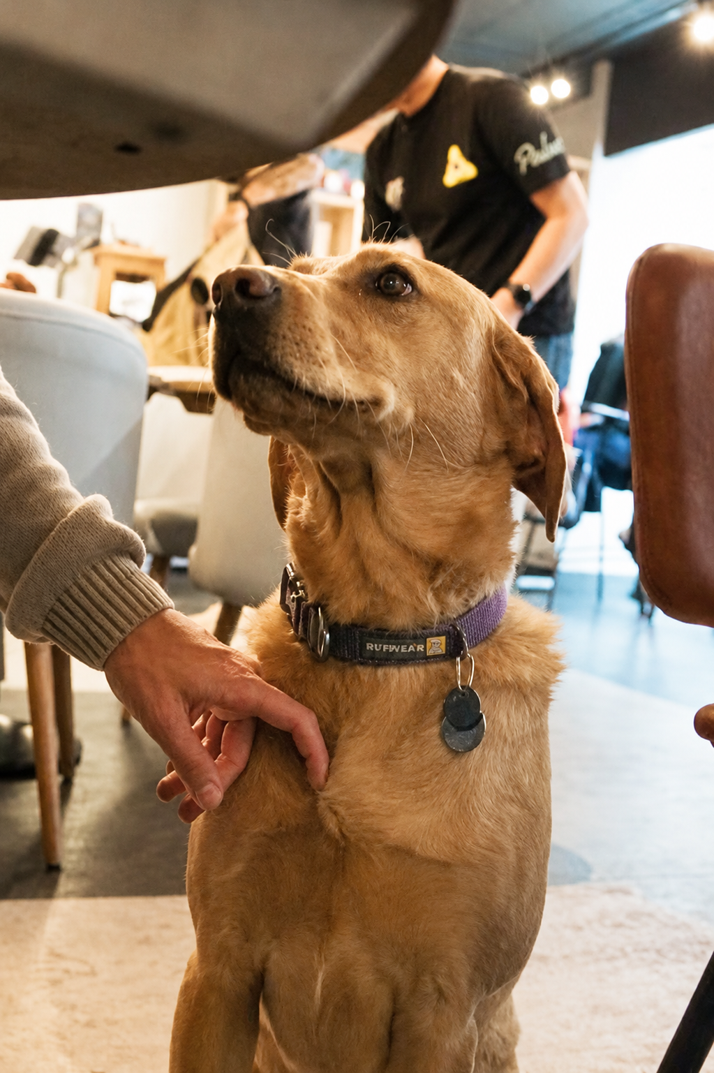 A dog being greeted by a customer inside The Clubhouse