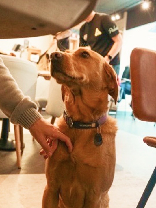 A golden retriever being stroked by a customer
